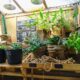 Indoor Farming Trends That Are Reshaping Home Gardening