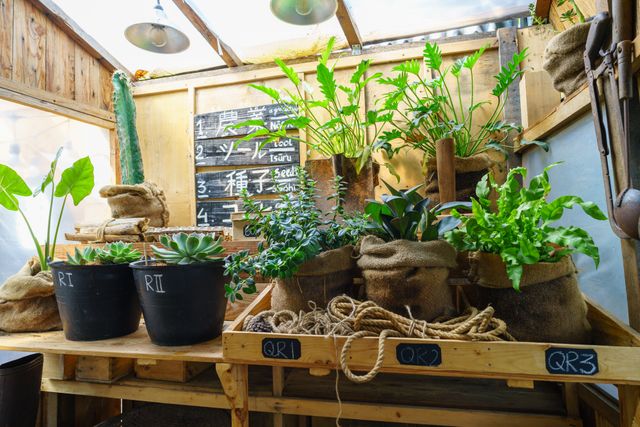 Indoor Farming Trends That Are Reshaping Home Gardening