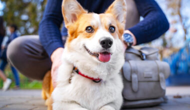 Key Tips for Preparing Your Dog for Boarding