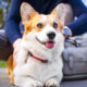 Key Tips for Preparing Your Dog for Boarding