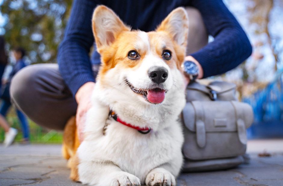 Key Tips for Preparing Your Dog for Boarding