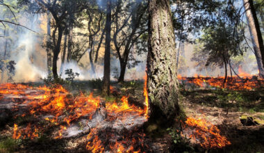 Post Fire Recovery and the Role of Fire Damage Restoration