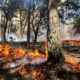 Post Fire Recovery and the Role of Fire Damage Restoration