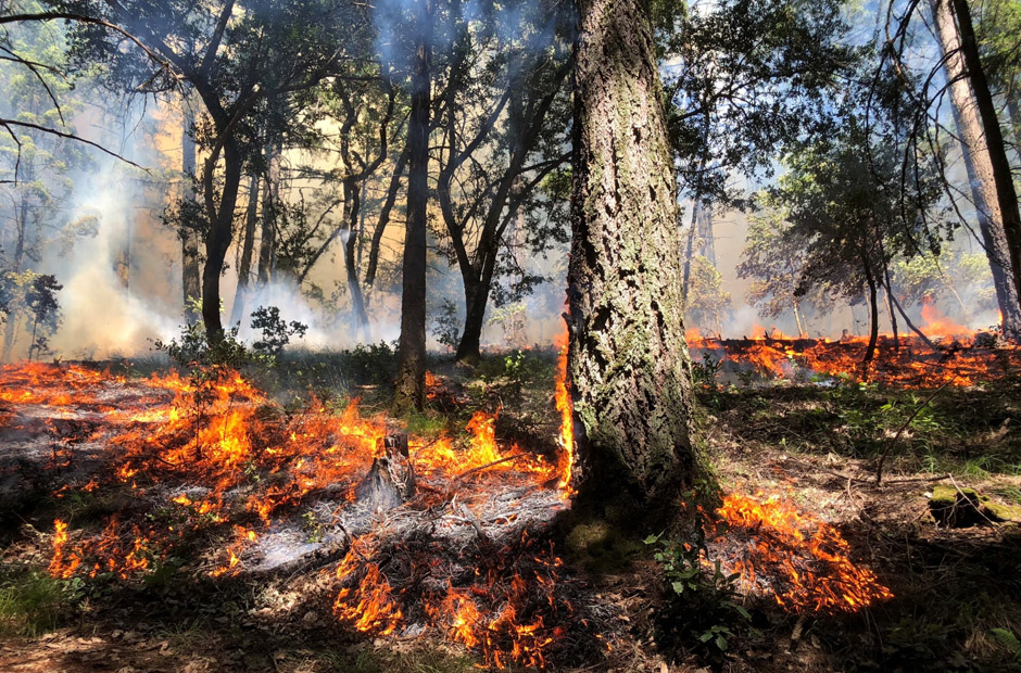 Post Fire Recovery and the Role of Fire Damage Restoration