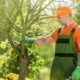When To Get Professional Tree Services for Landscape Health