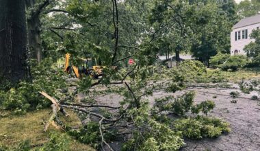 Storm Ready Trees A Tree Care Guide for Chesapeake Virginia Homes