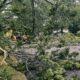 Storm Ready Trees A Tree Care Guide for Chesapeake Virginia Homes