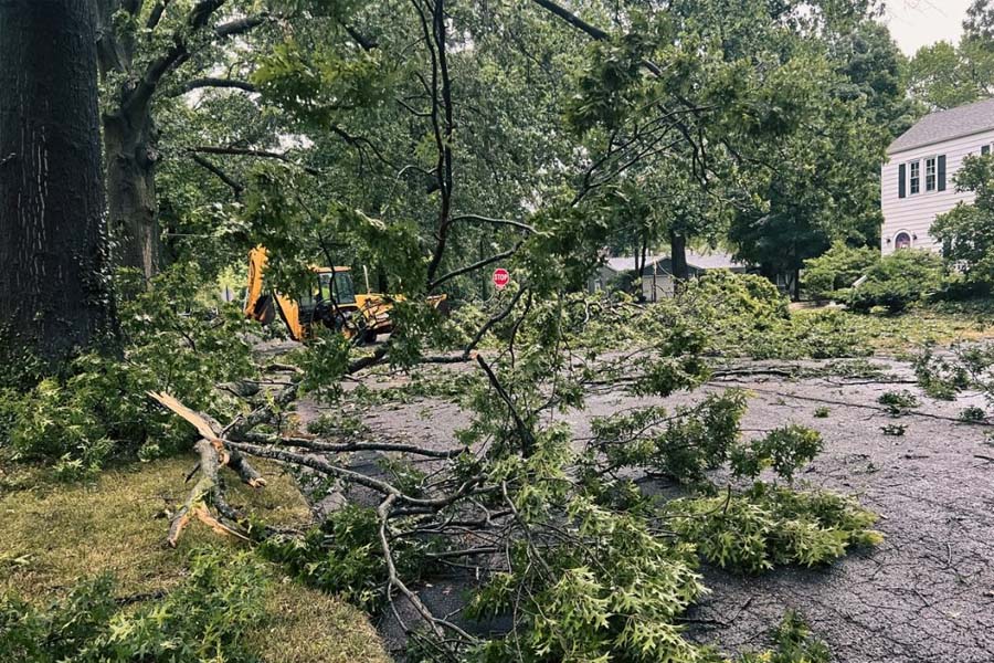 Storm Ready Trees A Tree Care Guide for Chesapeake Virginia Homes