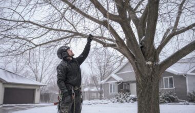 Dormant Season Pruning in St. Cloud Why Minnesota Trees Prefer the Cold