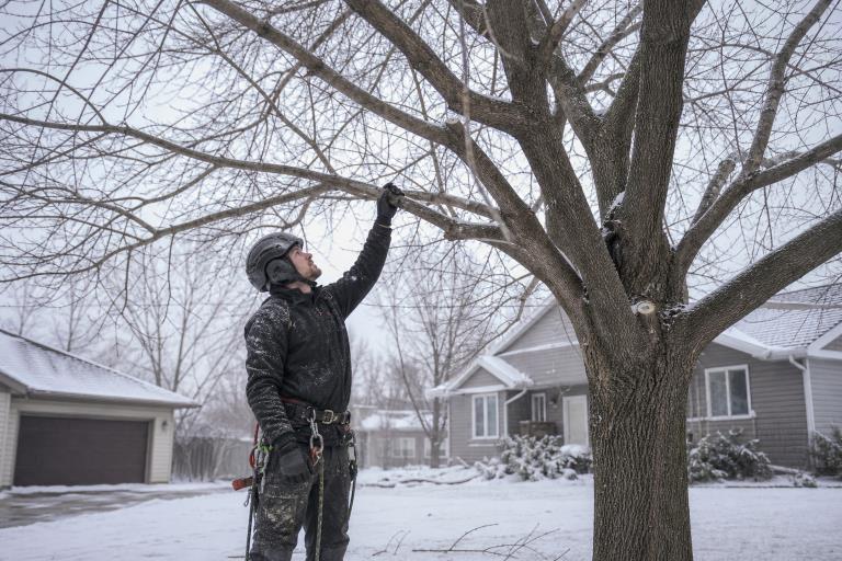 Dormant Season Pruning in St. Cloud Why Minnesota Trees Prefer the Cold