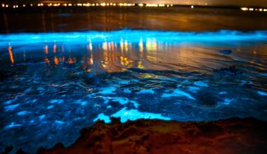 Why Does Cocoa Beach Glow at Night The Science Behind Floridas Bioluminescence
