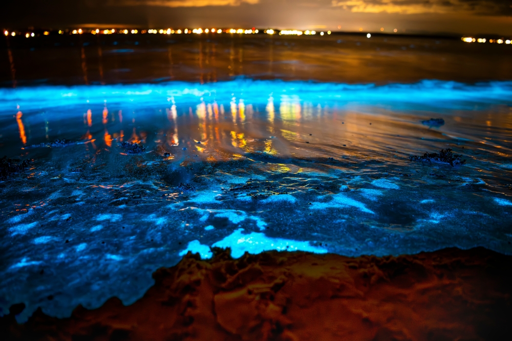 Why Does Cocoa Beach Glow at Night The Science Behind Floridas Bioluminescence